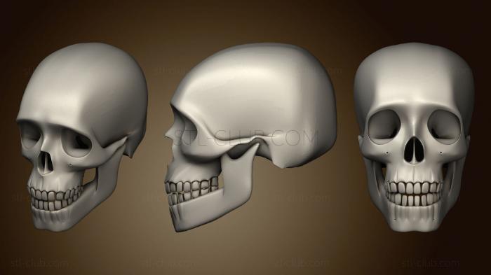 3D модель Череп 11 (STL)